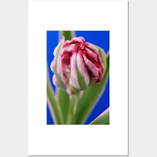 Tulipa &#39;Eternal Flame&#39; Double Early Tulip Posters and Art